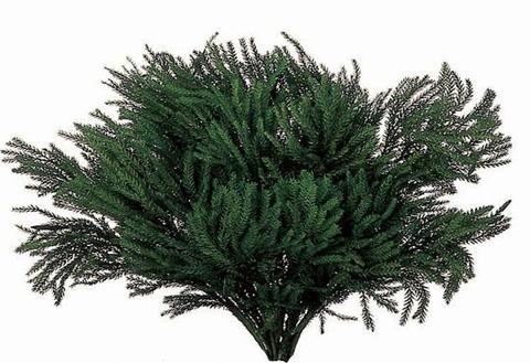 Licopodium puro  da gr. 100 - Sconti per Fioristi e Aziende