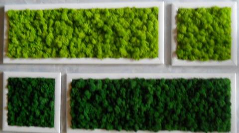 Quadro Moss cm. 20 x 60 - Sconti per Fioristi e Aziende . - Head e Flat work