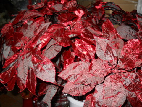 Stella di Natale Large Shiny Ruby H 110  - Sconti per Fioristi e Aziende