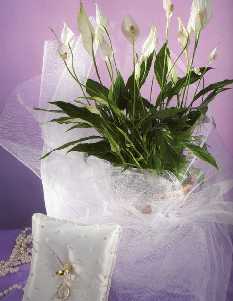 Tulle a rotolo H 25  x 100 metri da 35 danari