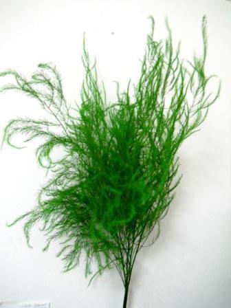 Asparagus Argenteuil gr.100 - Sconti per Fioristi e Aziende - Preservato Rami H 100