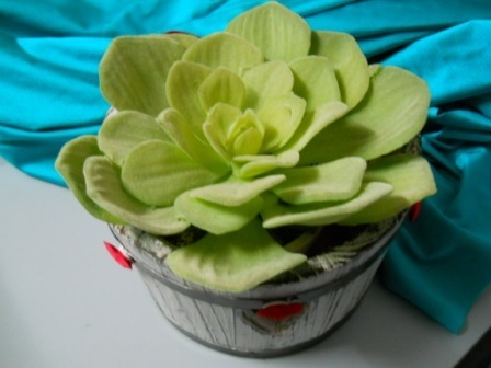 Pianta grassa di Sempervivum Grandiflorum  in vaso - Sconti per Fioristi e Aziende