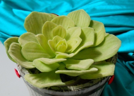Pianta grassa di Sempervivum Grandiflorum  in vaso - Sconti per Fioristi e Aziende