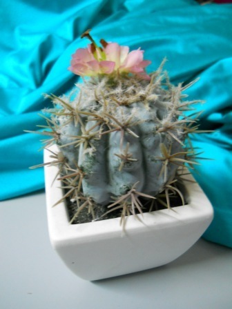 Cactus di Opunzia Invicta H 14  in vaso - Sconti per Fioristi e Aziende
