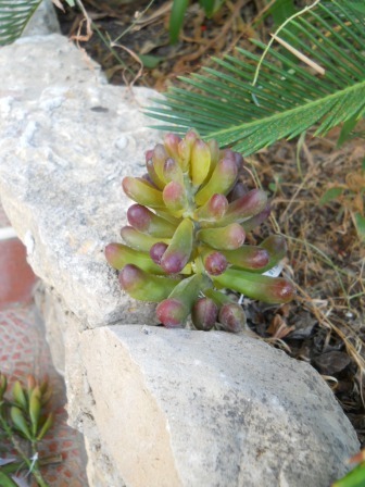 Pianta grassa di Sedum  Pachiphillum in gomma - Sconti per Fioristi e Aziende