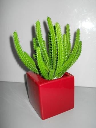 Cactus Echinopsis Pachanoi  H 22 - Sconti per Fioristi e Aziende