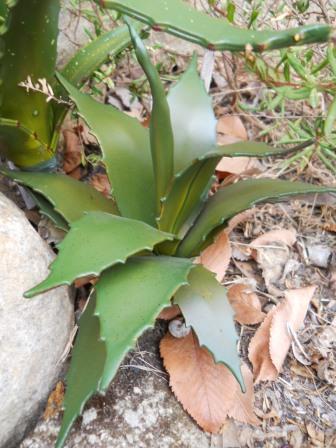 Pianta grassa di Aloe Mitriformis   cm. 20 - Sconti per Fioristi e Aziende