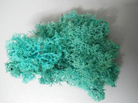 Muschio Nordico  gr. 500 - Sconti per Fioristi e Aziende - Tiffany Naturale Preservato