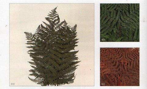 Felce di Bosco Preservata  x 10 - Sconti per Fioristi e Aziende