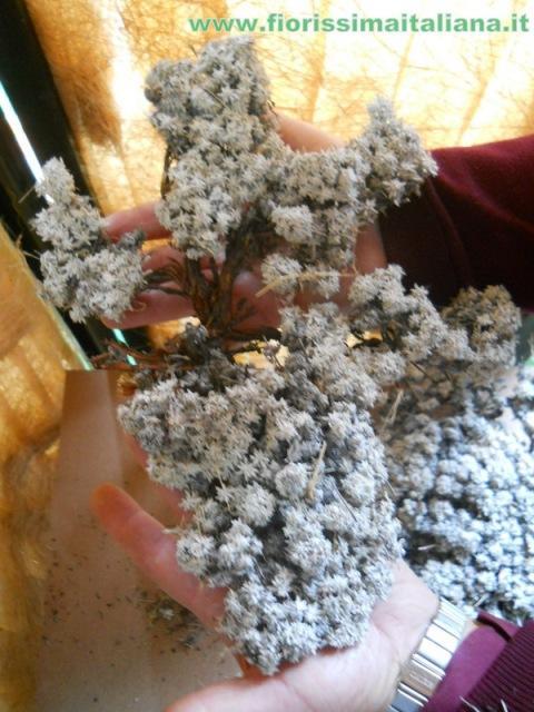Muschio di Conifera gr. 500 ( Coniferen Moss ) Naturale preservato - Sconti per Fioristi e Aziende