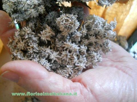 Muschio di Conifera gr. 500 ( Coniferen Moss ) Naturale preservato - Sconti per Fioristi e Aziende