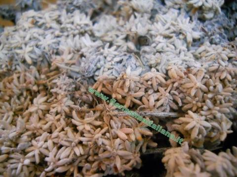 Muschio di Conifera gr. 500 ( Coniferen Moss ) Naturale preservato - Sconti per Fioristi e Aziende