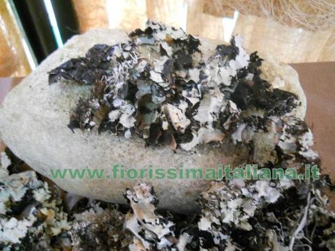 Muschio di Roccia gr. 250 ( Black Moss ) Naturale preservato - Sconti per Fioristi e Aziende