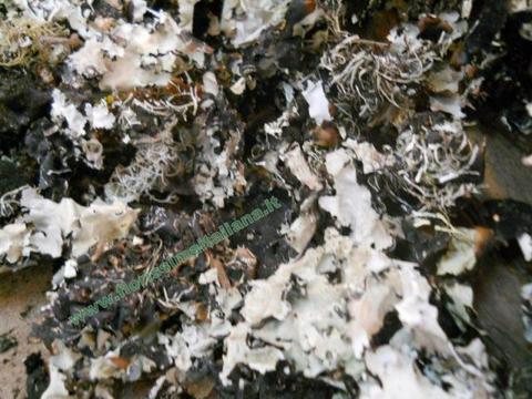 Muschio di Roccia gr. 250 ( Black Moss ) Naturale preservato - Sconti per Fioristi e Aziende