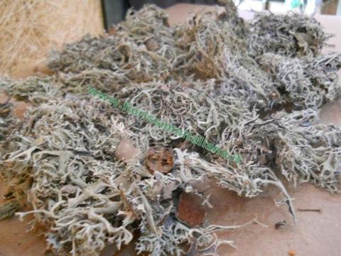 Muschio Cladonia gr. 500 ( Cladonia Moss )  Naturale preservato - Sconti per Fioristi e Aziende