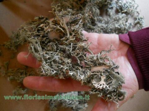 Muschio Cladonia gr. 500 ( Cladonia Moss )  Naturale preservato - Sconti per Fioristi e Aziende