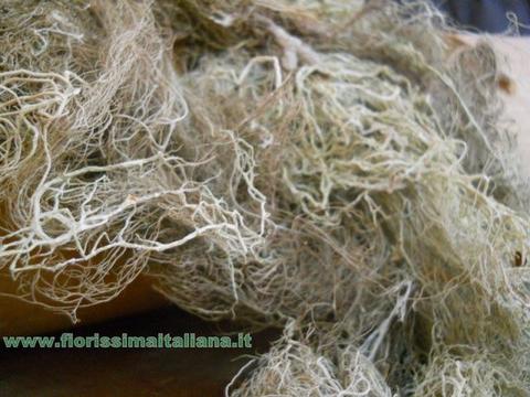 Muschio di Palude ( Swamp Moss ) Naturale preservato gr. 250 - Sconti per Fioristi e Aziende
