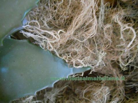 Muschio di Palude ( Swamp Moss ) Naturale preservato gr. 250 - Sconti per Fioristi e Aziende