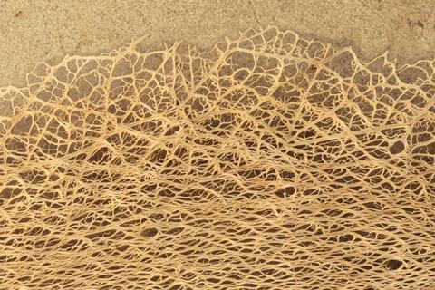 Fibra scheletrita di fico d'india naturale  250 gr. - Sconti per Fioristi e Aziende .
