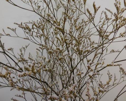 Limonium naturale preservato H 70 - Sconti per Fioristi e Aziende . - conf. gr. 100