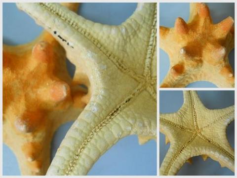 Stelle Marine Caraibiche  - Sconti per Fioristi e Aziende  - naturali Conf. da 6 stelle