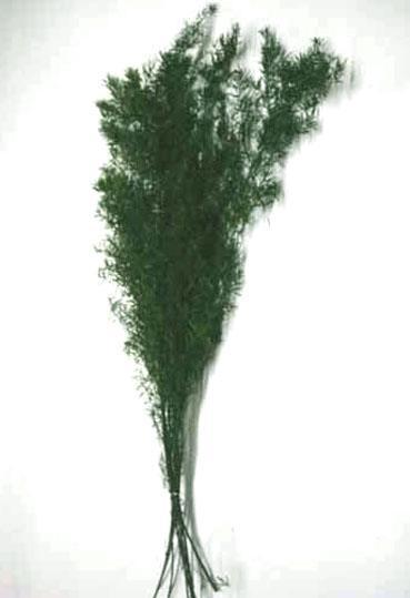 Asparagus Sprengeri Preservato mazzo 10 steli - Sconti per Fioristi e Aziende
