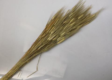 Orzo stabilizzato baffo verde gr. 200 H 70/80 - Sconti per Fioristi e Aziende a mazzo