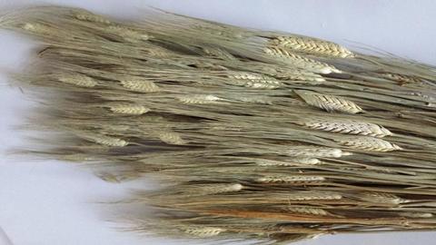 Orzo stabilizzato baffo verde gr. 200 H 70/80 - Sconti per Fioristi e Aziende a mazzo