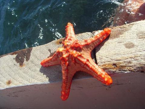 Stelle Marine Caraibiche naturali Conf. da 6 stelle - Sconti per Fioristi e Aziende