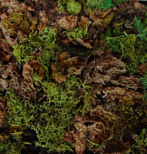 Licheni e muschio - Moss – ELGREN