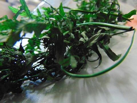 Felce cadente Naturale Preservata x 10 steli - Sconti per Fioristi e Aziende