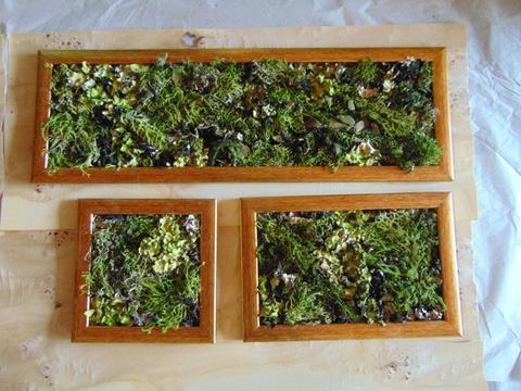 Quadri Muschiati Querceto  Naturale - Sconti per Fioristi e Aziende . - Preservato