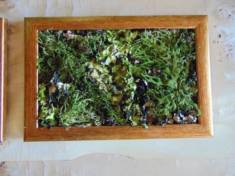 Quadri Muschiati Querceto  Naturale - Sconti per Fioristi e Aziende . - Preservato