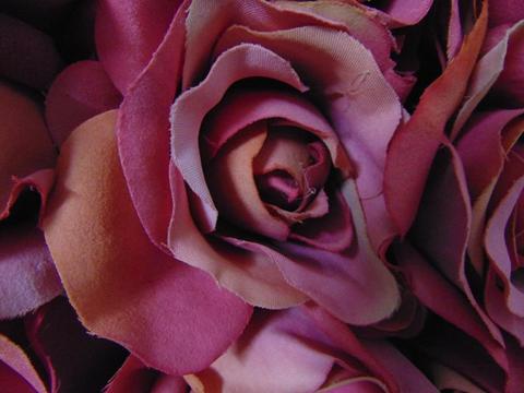 Quadro roseto  cm. 55 x 45 con 48 rose