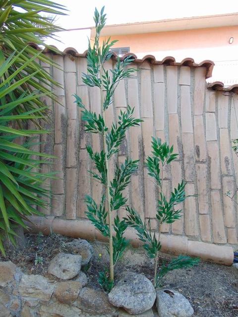 Canna di Bamboo  H 120 - Sconti per Fioristi e Aziende . - Naturale con foglie Artificiali