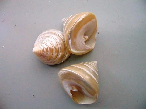 Conchiglie Coniche Trocus  - Sconti per Fioristi e Aziende - Confezio x 10