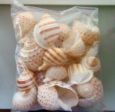 Conchiglie Tonna gr. 500 - Sconti per Fioristi e Aziende - assortiti