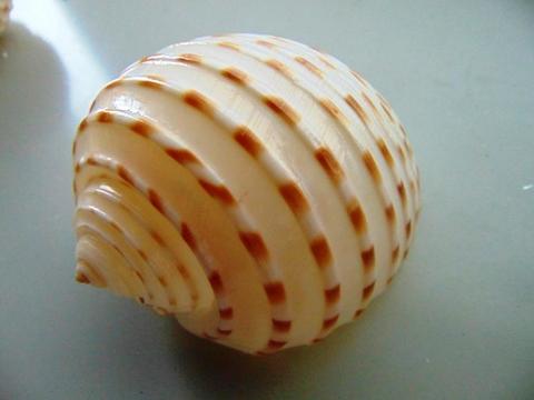 Conchiglie Tonna gr. 500 - Sconti per Fioristi e Aziende - assortiti