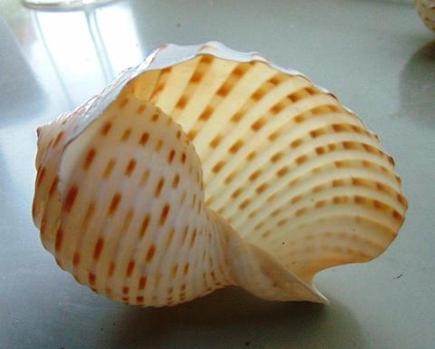 Conchiglie Tonna gr. 500 - Sconti per Fioristi e Aziende - assortiti