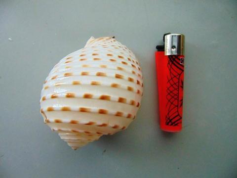 Conchiglie Tonna gr. 500 - Sconti per Fioristi e Aziende - assortiti
