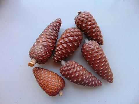 Pigne Chiuse Picea dm. 4/5  - Sconti per Fioristi e Aziende . - H 7/10 Conf. 1 Kg.