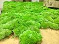 Muschio Ball Moss /Pole Moss Preservato - Sconti per Fioristi e Aziende - Leucobrium Glaucum