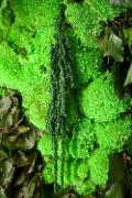Muschio Ball Moss/Polemoss Preservato Leucobrium Glaucum - Sconti per Fioristi e Aziende