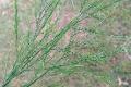 Asparagus Vergatus Naturale Disidratato conf. 25 steli - Sconti per Fioristi e Aziende
