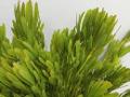 Salignum preservato Verde - Sconti per Fioristi e Aziende
