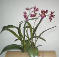 Orchidea Oncidium H 45 - Sconti per Fioristi e Aziende - Artificiale con 5 fiori