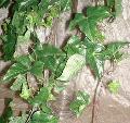 Edera Verde Cadente H 150 con 200 foglie - Sconti per Fioristi e Aziende