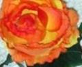 Rosa Cabbage  Artificiale in poliestere - Sconti per Fioristi e Aziende