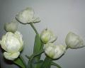 Tulipani x 6 legati Artificiale in poliestere - Sconti per Fioristi e Aziende