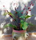 Ramo Blossom Rosso H 120 con foglie skelet - Sconti per Fioristi e Aziende